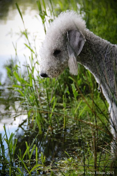 2013-05-25 Zwillbrocker Venn-7152-2.jpg